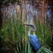 Heron in the Wetlands