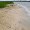 Fiddler Crabs