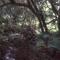 Bosque de Neblina