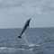 delfin orgulloso