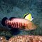 Barberfish and Cortez Grouper at Socorro