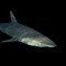Socorro Silky shark