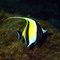 Socorro Moorish Idol