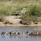 Monjitas o candeleros y avocetas