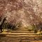 Prunos en Flor