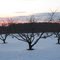 Ewan Orchard at Dusk