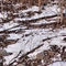White tail deer foraging