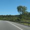 Tree near Herkimer
