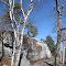 Castle Point Trail Birches