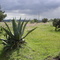 Maguey cerca de Apizaco