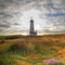 Yaquina Head Lighthouse with Wildflowers