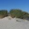 Beach Grass, South Beach State Park