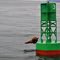 Jumping Steller sea lion from a Yaquina Bay's buoy