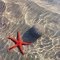 my buddy red star gets around