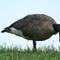 Wildlife