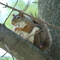 Rodent in tree