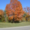 The Tree Along Hwy 200