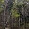 Birch trail