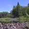 Below the beaver damn