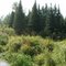 A beaverlake