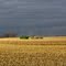 Harvesting Corn