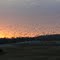Snow Geese