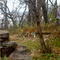 Tiger Far Shot #2