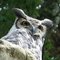 Jun 2008 - Apple Valley, Minnesota. Great Horned Owl at the Minnesota Zoo.