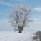 Lizeth's Tree