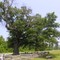 The Old Oak of Camden