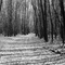 wild life preserve trail
