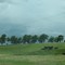 Cattle past 210th