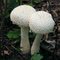 Woodland Mushrooms, Oliver Kelly Farm, Elk River, Minnesota