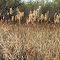 Cattails, Meadowvale Heights Park, Elk River, Minnesota