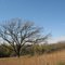 Tree in Carlton College arb