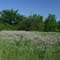 patch of clover