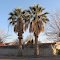 Dec 2011 - El Paso, Texas. Palm trees in an El Paso neighborhood.