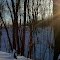 Low Sun Through Trees