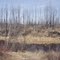 aftermath of the Hamm Lake fire @ Iron Lake