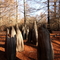 Gaint Cypress Knees