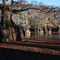 Eagle Lake Cypress