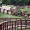 Camel in Texas?, St Paul, TX