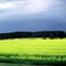 Minnesota - Temporale sui campi di colza