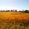 A field of gold