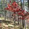 Red Oak along the trail