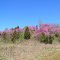 Lavender Hill - April 10 - Eastern Redbud (Cercis canadensis)