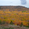 Ely's Peak Forest