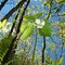 Wild Flower