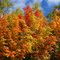 Jay Cooke Colors