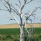 That Tree north of Fergus Falls